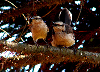 Parque Rodrigo de Gásperi - Pirituba