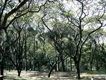 Parque São Domingos em Pirituba