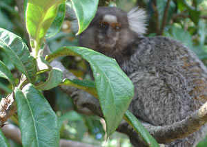 Parque Estadual do Jaraguá - Pirituba